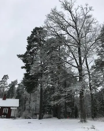 Tammikko *